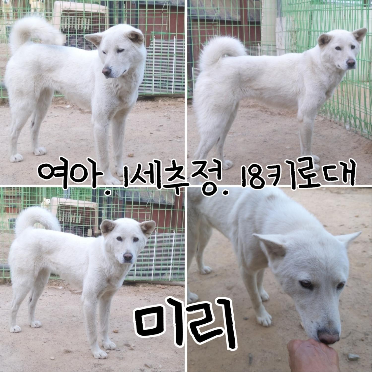 믹스견 이미지 파일 입니다.